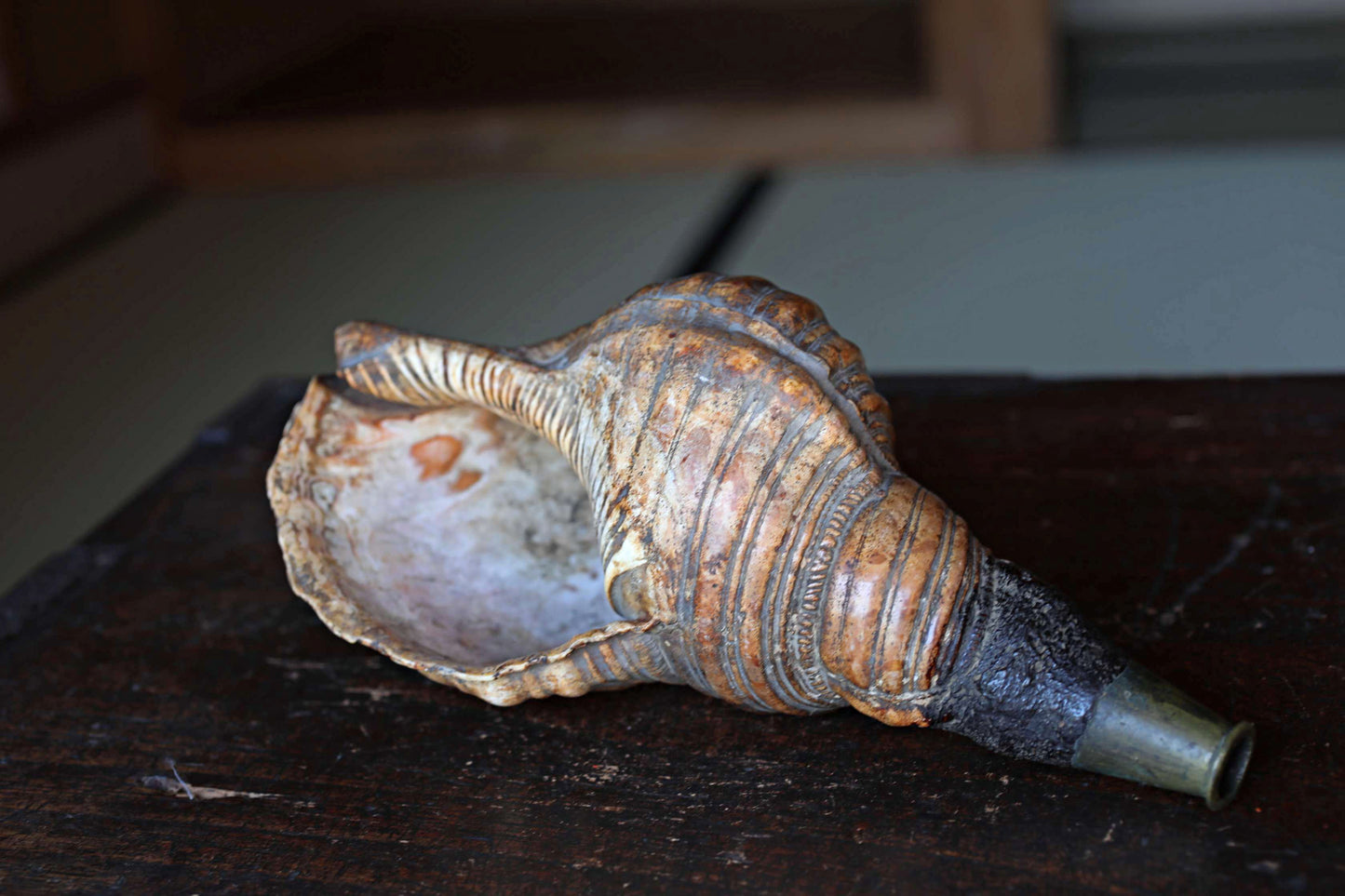 Japanese antique conch shell horn trumpet, HORAGAI buddhist alter mountain priest monk 10.6in/27cm