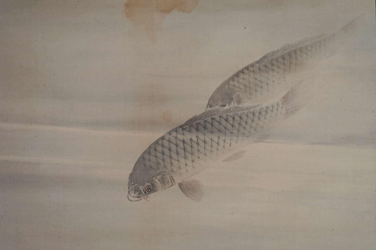 Japanese antique watercolor painting scroll fine painted carps KOI, KAKEJIKU with signature H67.7x24in / 172x61cm