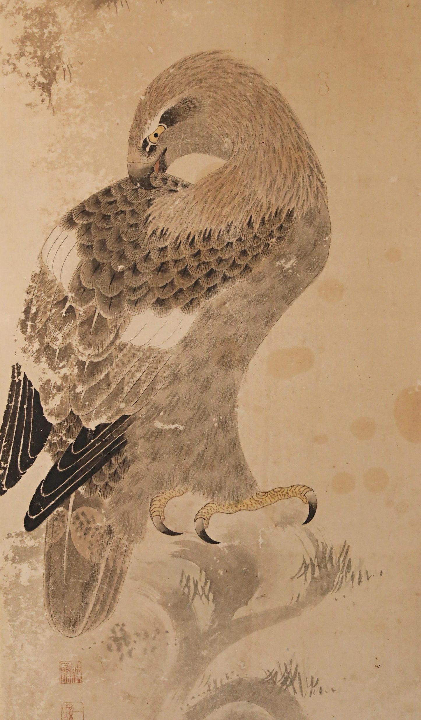 A detailed illustration of a bird of prey, likely a hawk or eagle, perched on a branch. The bird's sharp talons and intricate feather patterns are the focal points of the image.