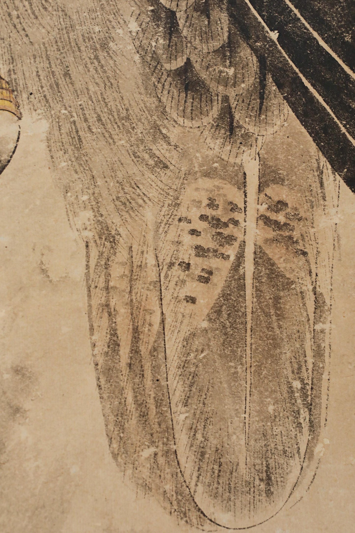 The image is a close-up of a feather, with intricate details and textures visible.