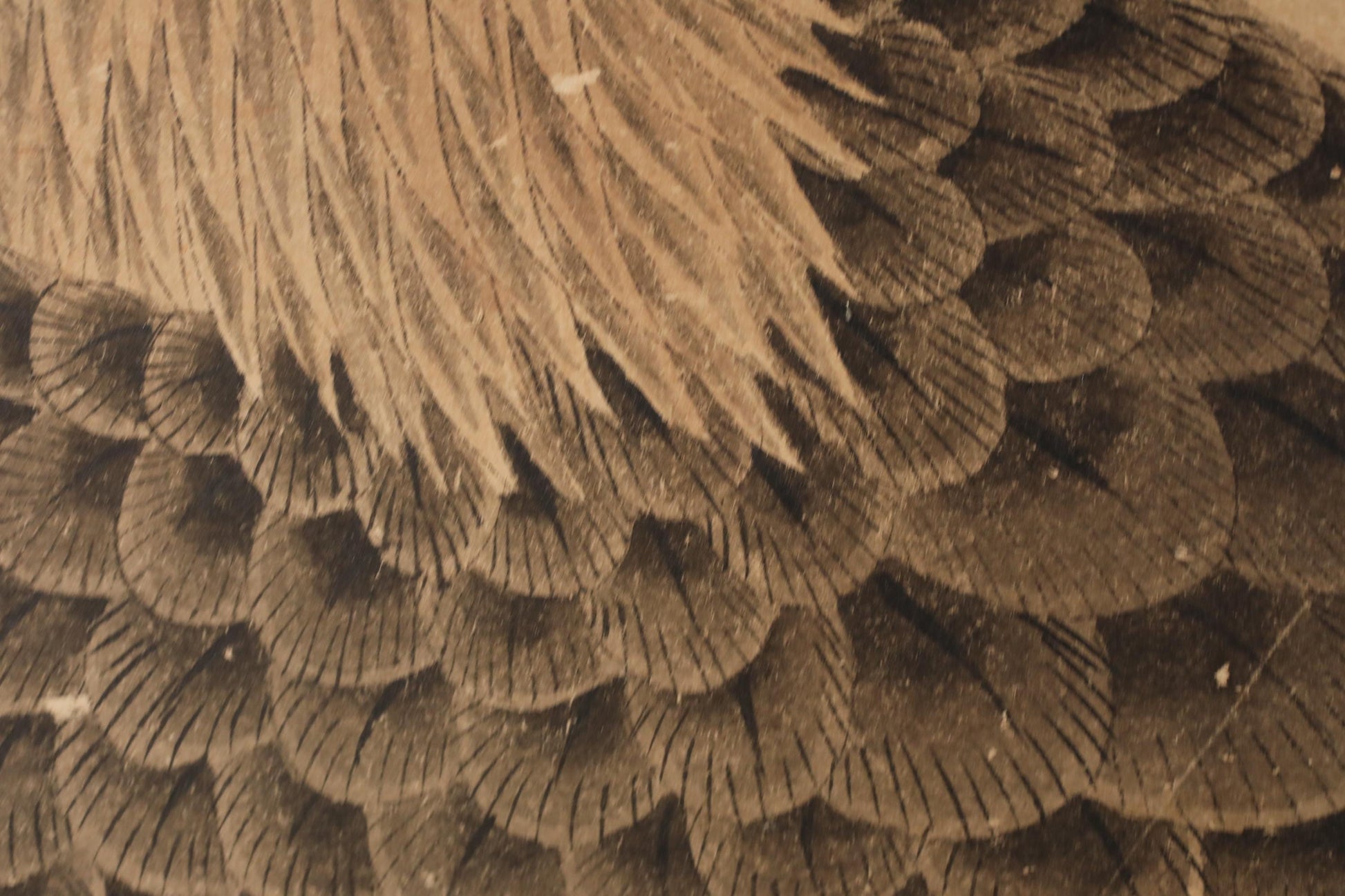 The image is a close-up of a bird's feather, showcasing the intricate and detailed patterns of the feathers.