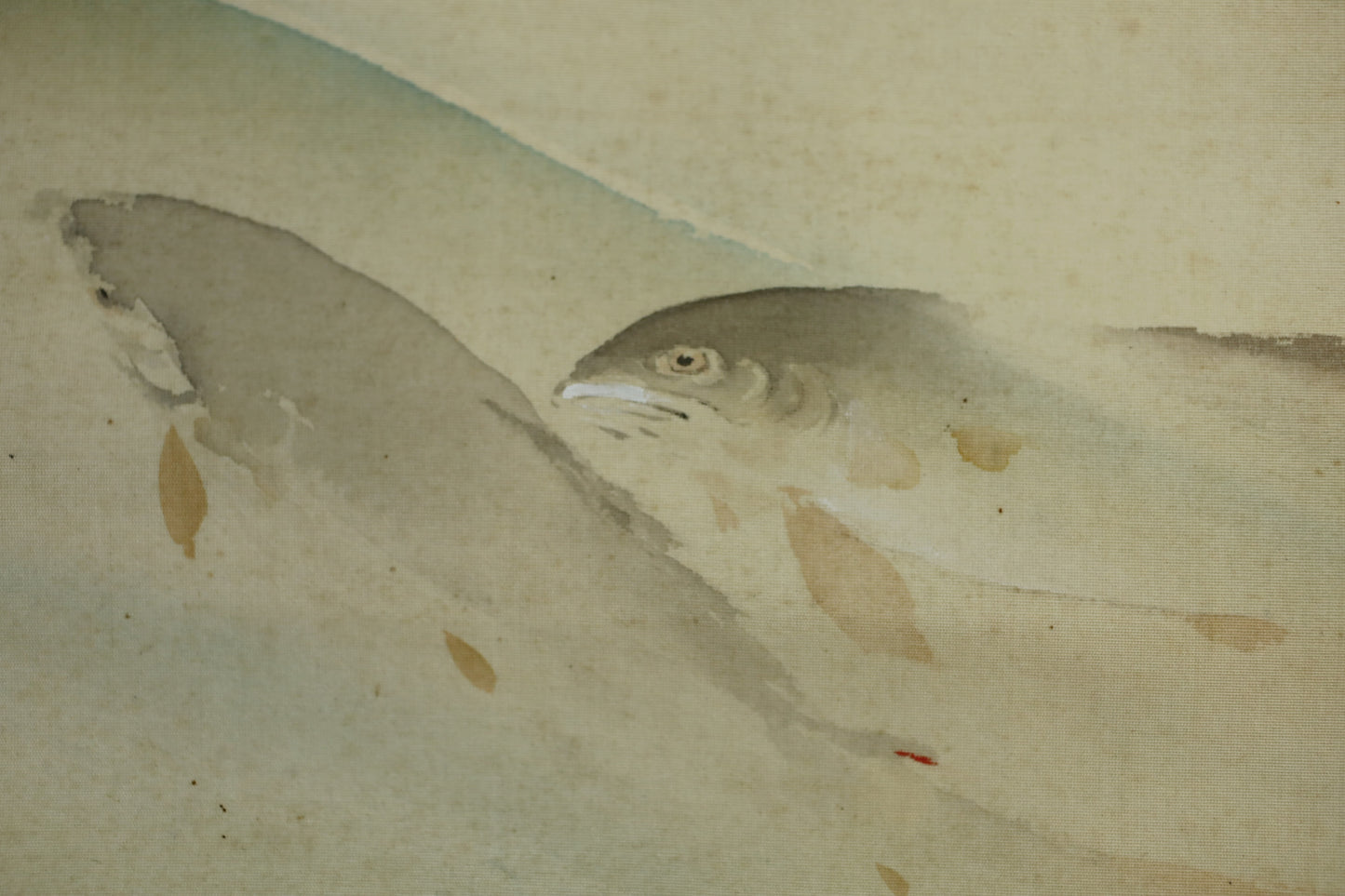 Japanese antique watercolor painting scroll fishes KAKEJIKU with BOX signed Inui Nanyo