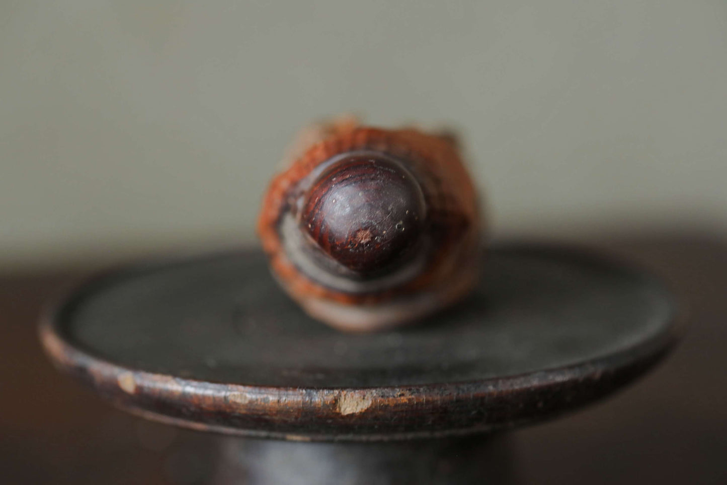 Japanese antique mini sharp eyes DARUMA doll wood slab Burl Sculpture, OMAMORI ZEN master, buddhist monk hand craft art H3.3in/H8.5cm