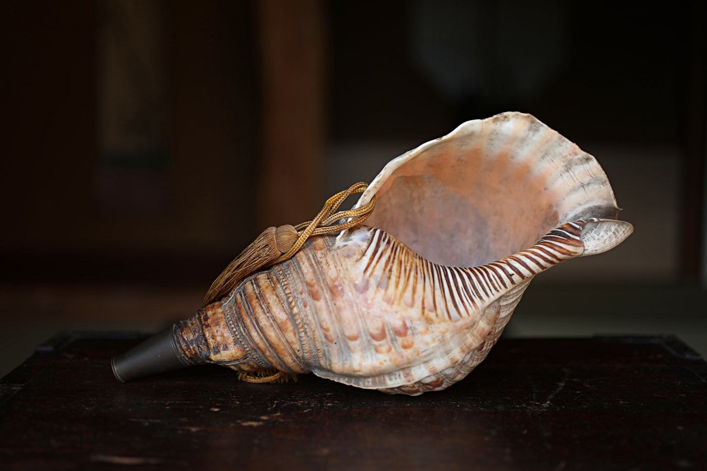 Japanese antique conch shell horn trumpet, HORAGAI buddhist alter mountain priest monk 13in/33cm