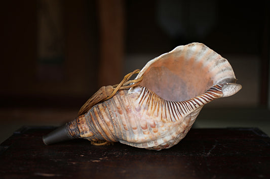 Japanese antique conch shell horn trumpet, HORAGAI buddhist alter mountain priest monk 13in/33cm