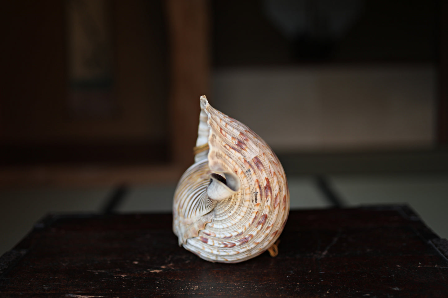 Japanese antique conch shell horn trumpet, HORAGAI buddhist alter mountain priest monk 13in/33cm