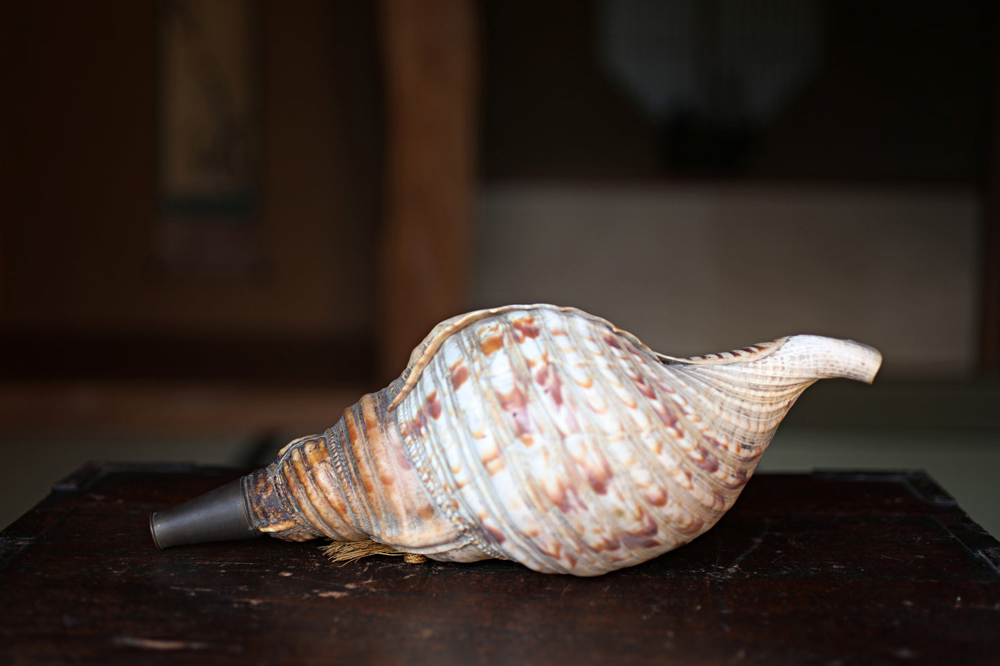 Japanese antique conch shell horn trumpet, HORAGAI buddhist alter mountain priest monk 13in/33cm