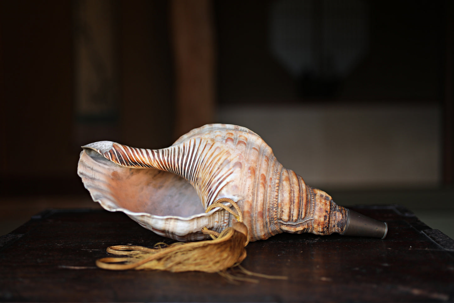 Japanese antique conch shell horn trumpet, HORAGAI buddhist alter mountain priest monk 13in/33cm