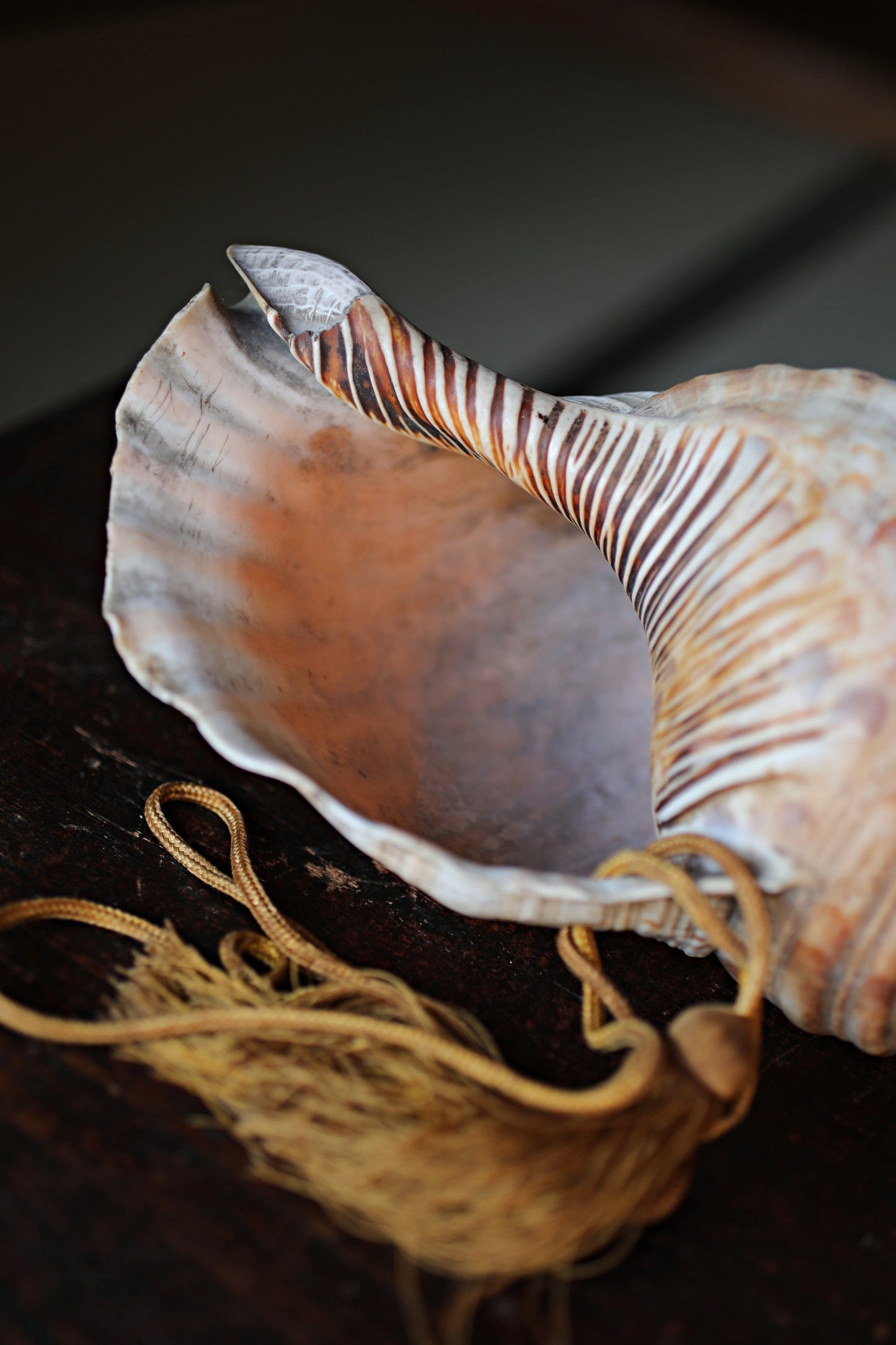 Japanese antique conch shell horn trumpet, HORAGAI buddhist alter mountain priest monk 13in/33cm