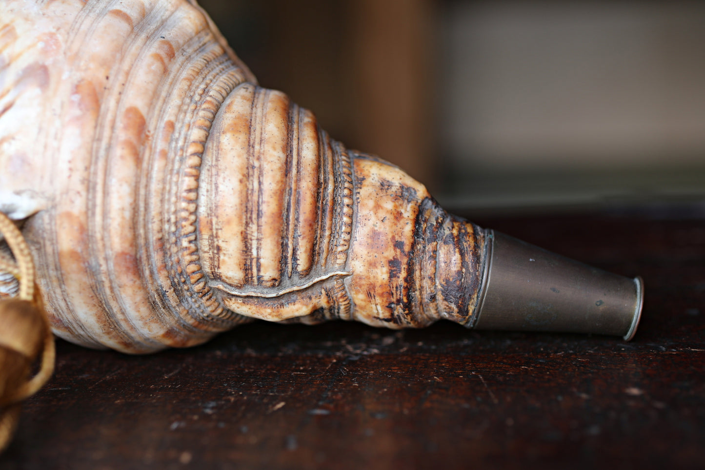 Japanese antique conch shell horn trumpet, HORAGAI buddhist alter mountain priest monk 13in/33cm