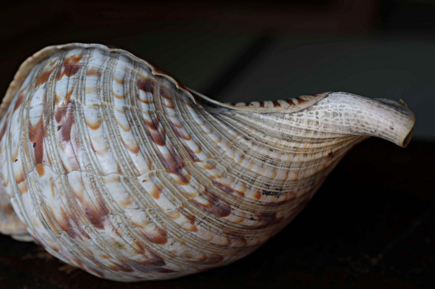 Japanese antique conch shell horn trumpet, HORAGAI buddhist alter mountain priest monk 13in/33cm