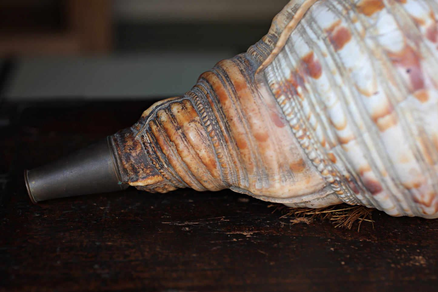 Japanese antique conch shell horn trumpet, HORAGAI buddhist alter mountain priest monk 13in/33cm