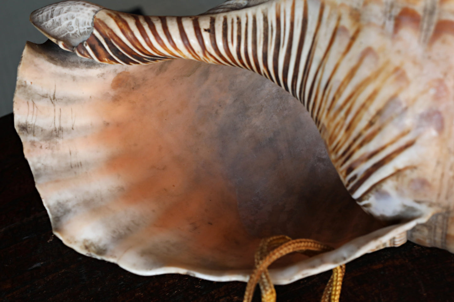 Japanese antique conch shell horn trumpet, HORAGAI buddhist alter mountain priest monk 13in/33cm