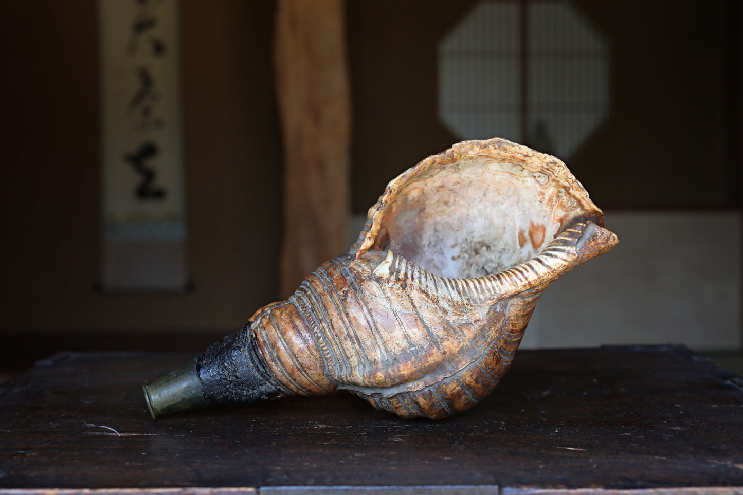Japanese antique conch shell horn trumpet, HORAGAI buddhist alter mountain priest monk 10.6in/27cm