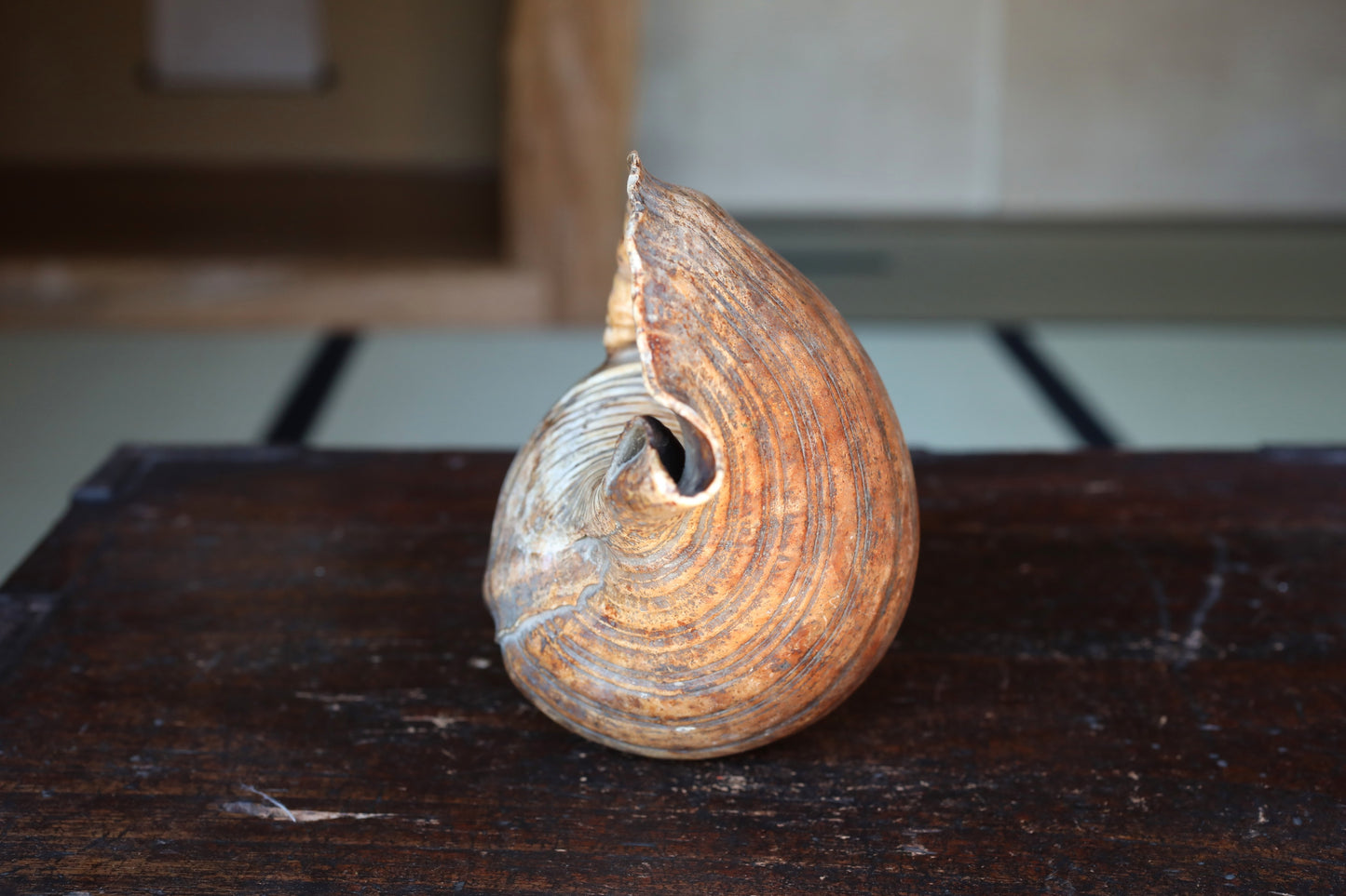 Japanese antique conch shell horn trumpet, HORAGAI buddhist alter mountain priest monk 10.6in/27cm