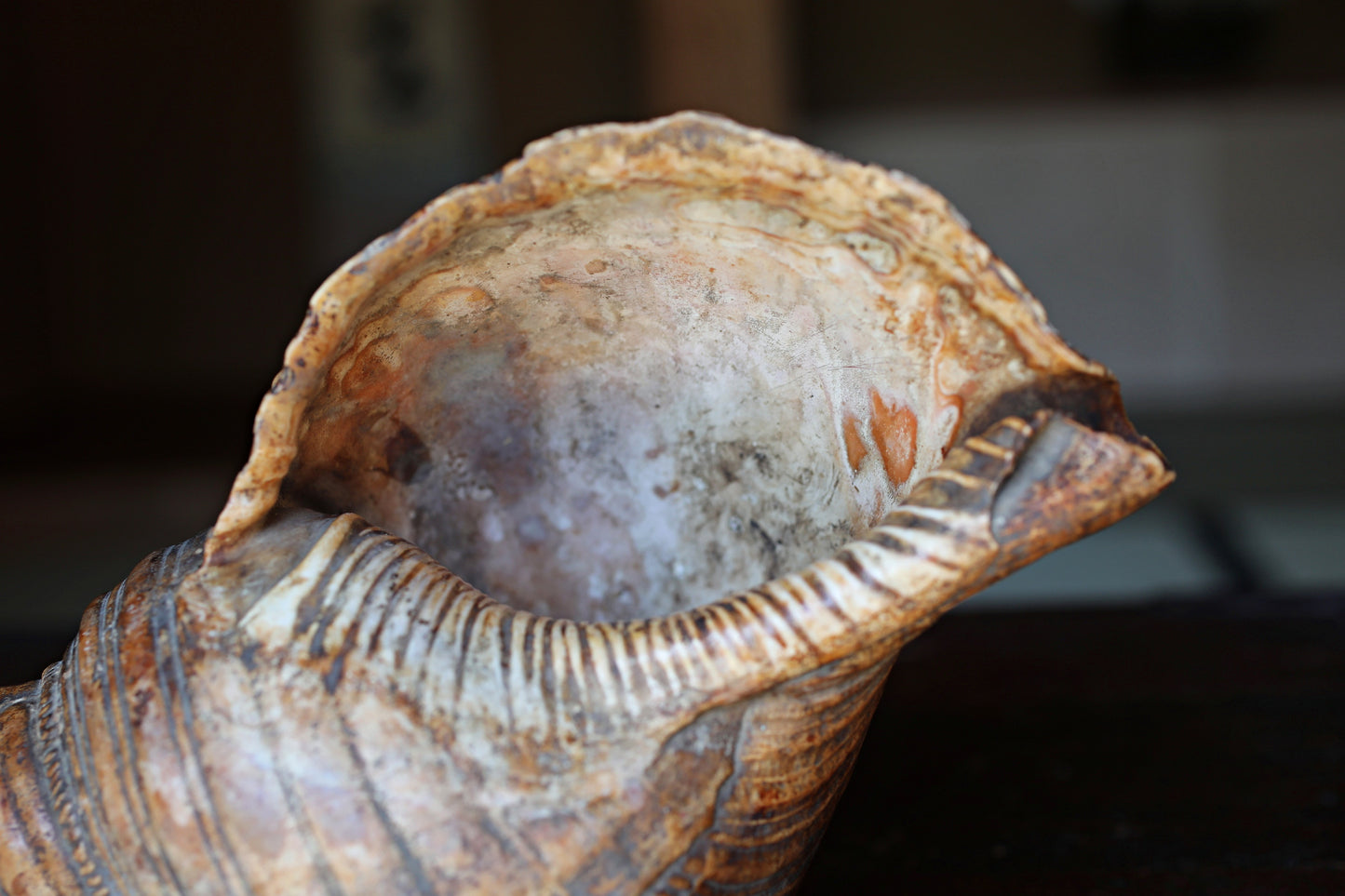 Japanese antique conch shell horn trumpet, HORAGAI buddhist alter mountain priest monk 10.6in/27cm