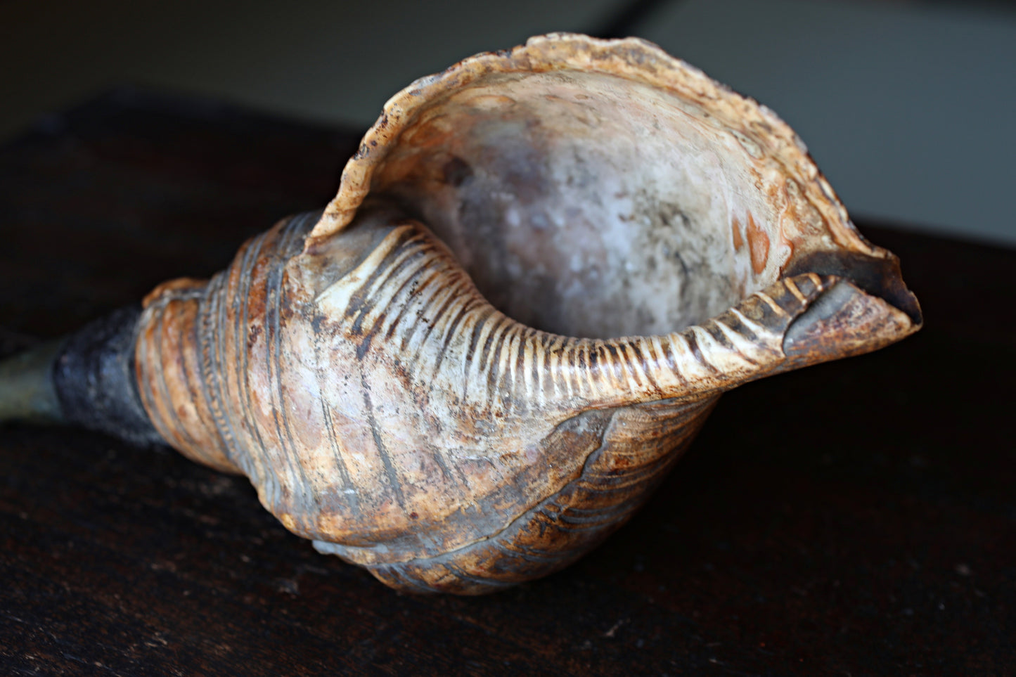 Japanese antique conch shell horn trumpet, HORAGAI buddhist alter mountain priest monk 10.6in/27cm