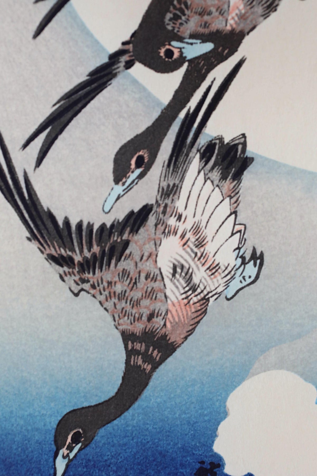 two birds in flight, with one bird in the foreground and the other in the background.