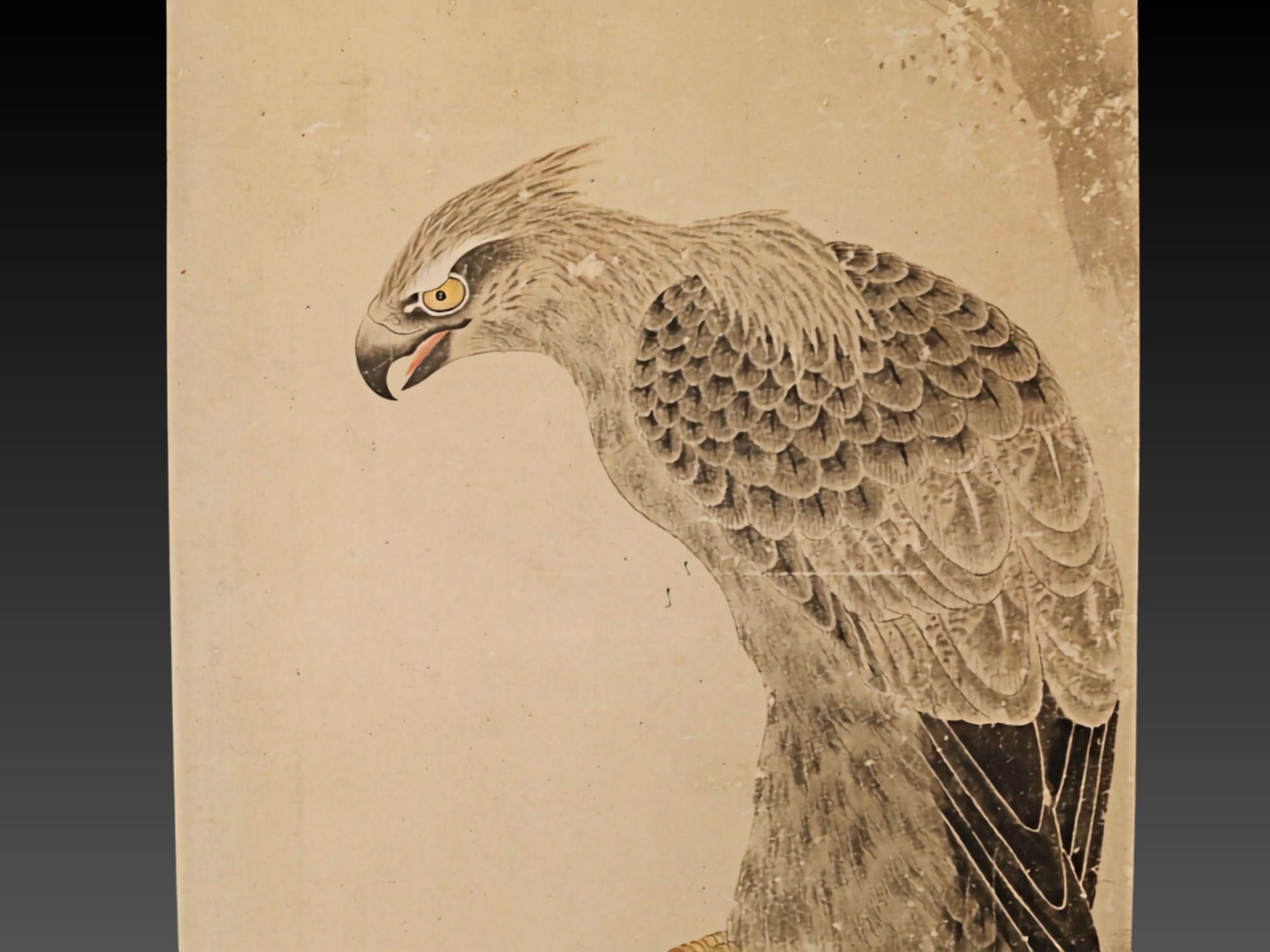 a detailed illustration of a bird of prey, possibly a hawk or an eagle, with its sharp beak and talons prominently featured.