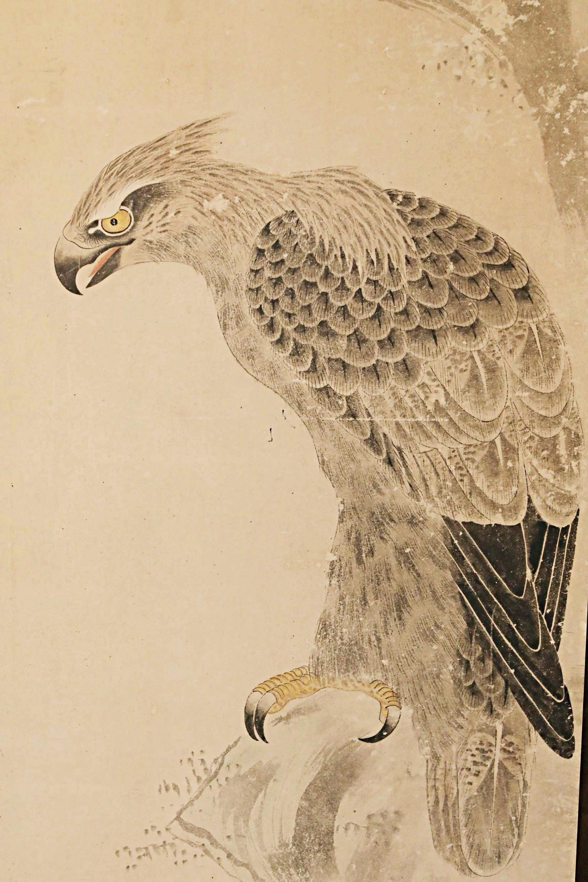A detailed illustration of a bird of prey, likely a hawk or falcon, perched on a branch. The bird's sharp gaze and intricate feather patterns are the focal points of the image.