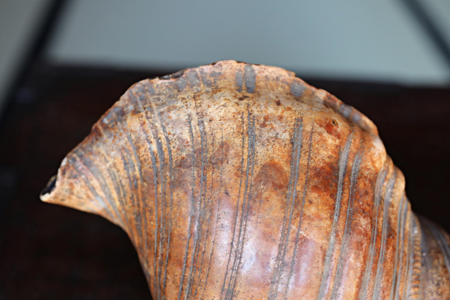 Japanese Conch Shell Horn – Antique Horagai Trumpet With Handcrafted Brass Mouthpiece