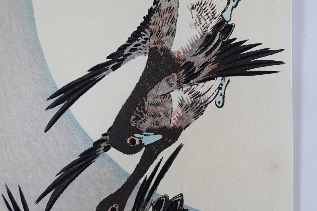 a close-up view of a bird with outstretched wings, possibly a crane or a goose, against a light background.