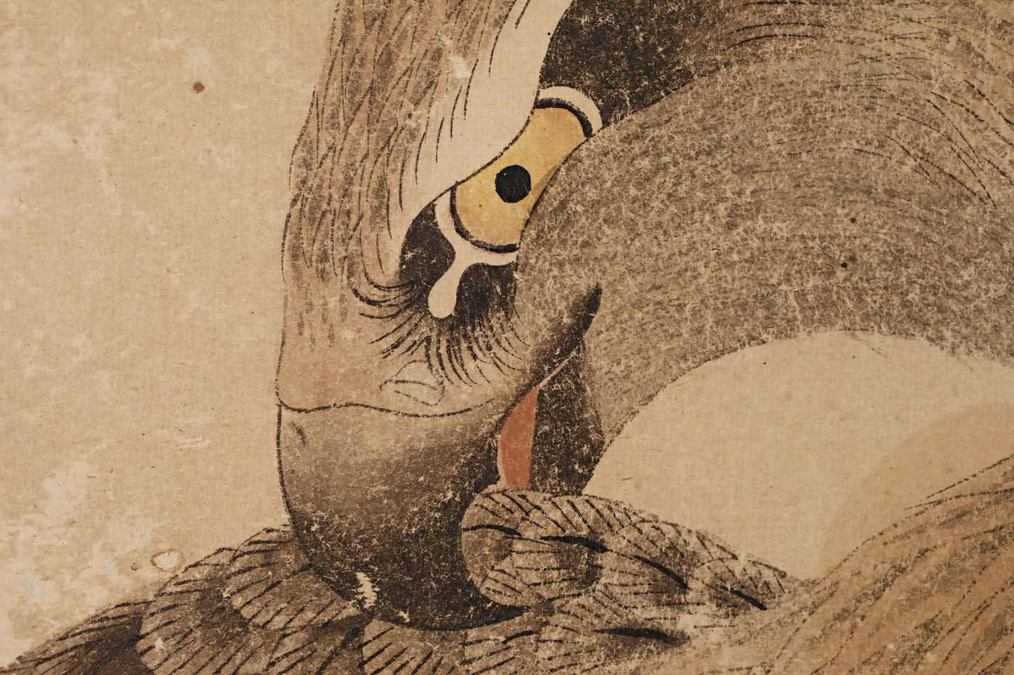a close-up view of a bird's eye, possibly a hawk or an eagle, with intricate details and a textured background.