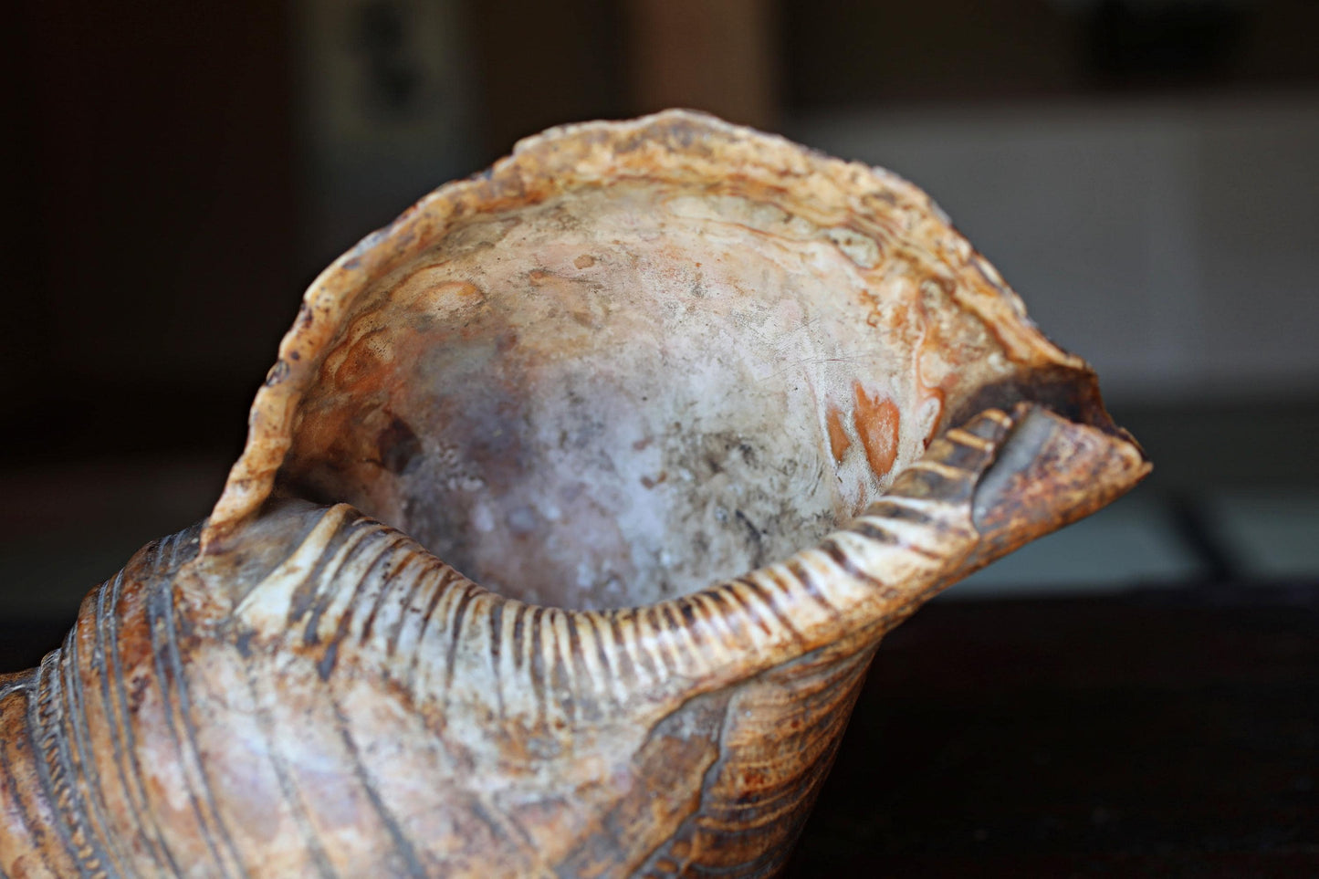 Japanese Conch Shell Horn – Antique Horagai Trumpet With Handcrafted Brass Mouthpiece