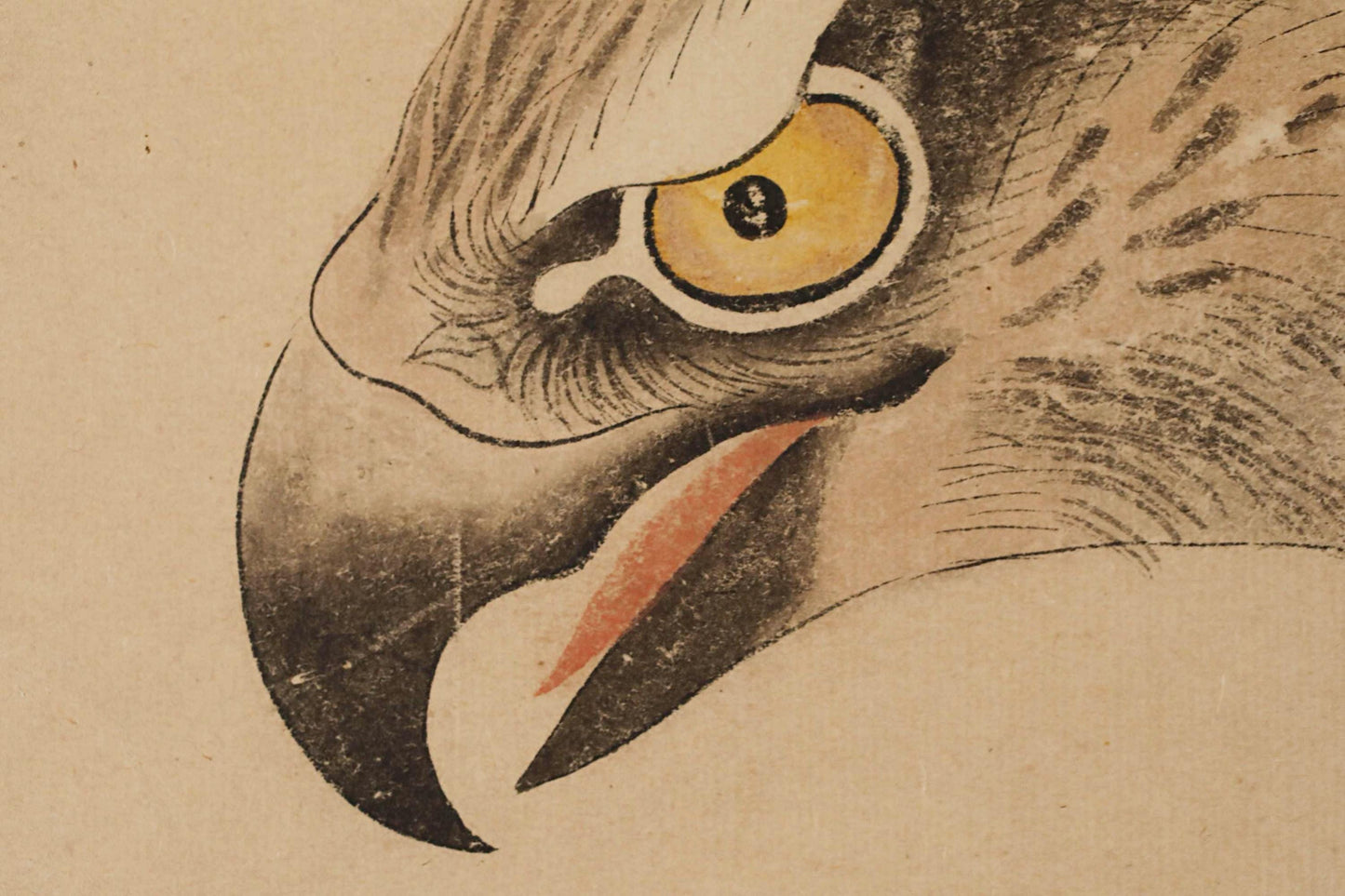 a close-up view of a bird's head, specifically a hawk's head, with its sharp beak and piercing yellow eye.