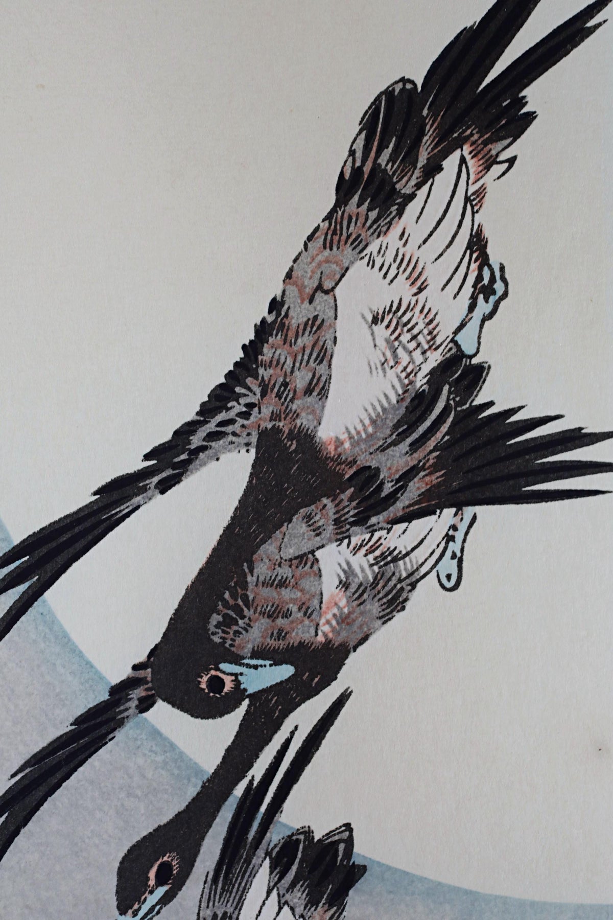 a large bird with a long neck and distinctive black and white plumage.