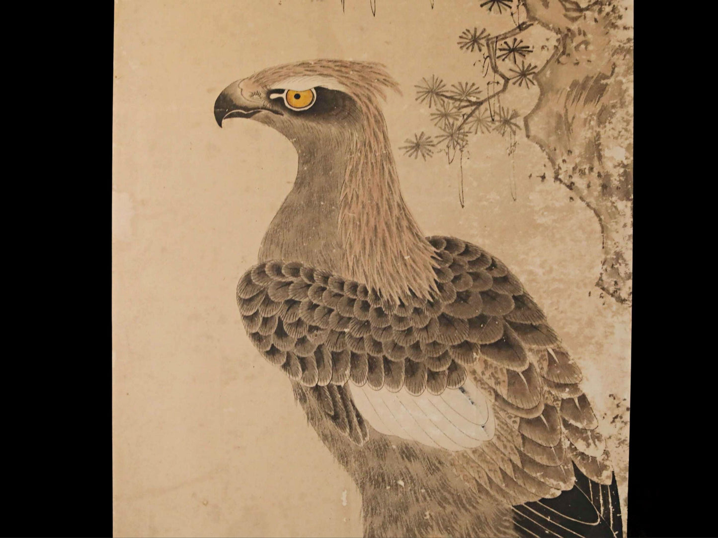 A detailed illustration of a bird of prey, likely a hawk or falcon, with a textured, feathery appearance and sharp, pointed features.