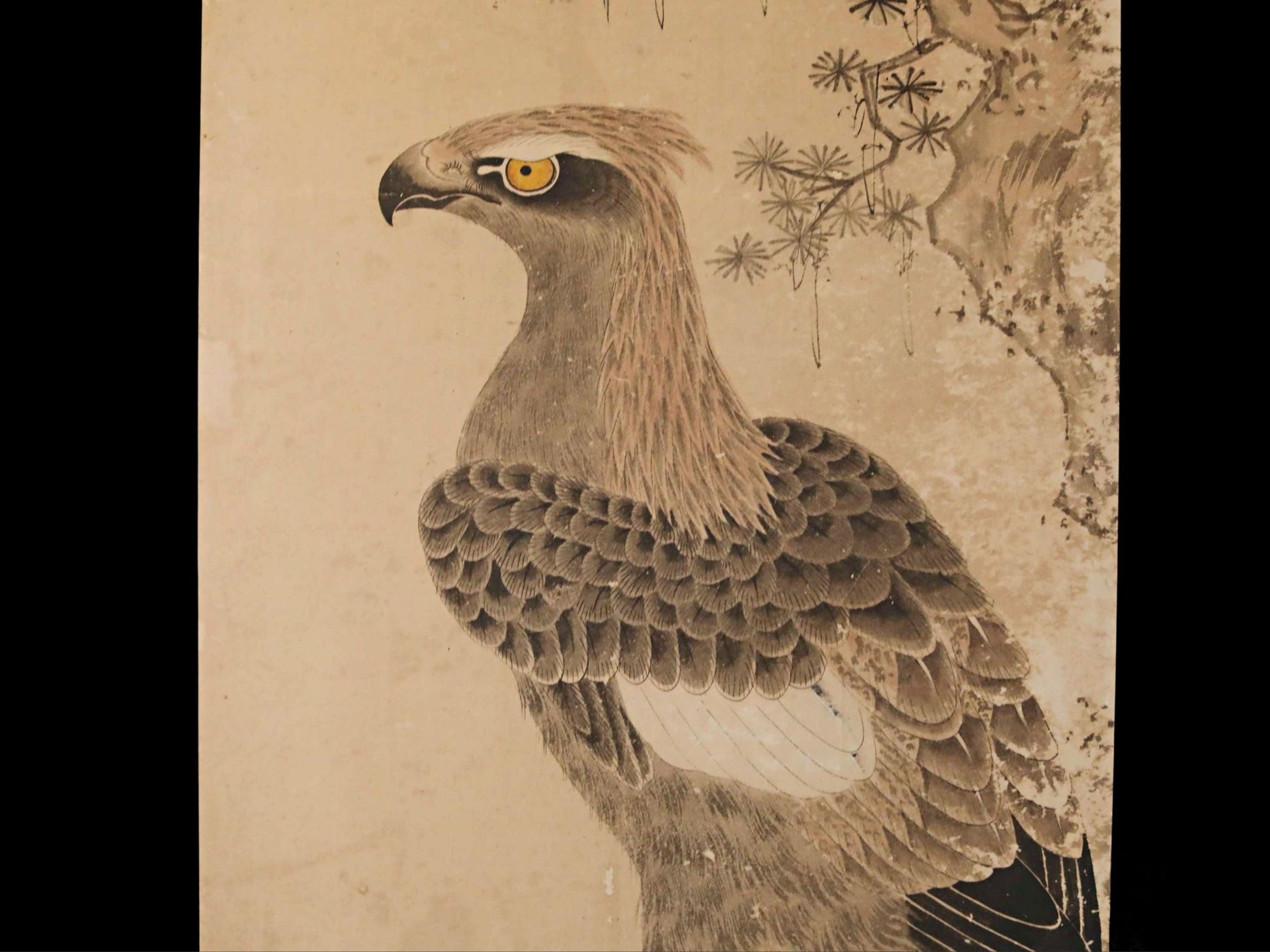 A detailed illustration of a bird of prey, likely a hawk or falcon, with a textured, feathery appearance and sharp, pointed features.