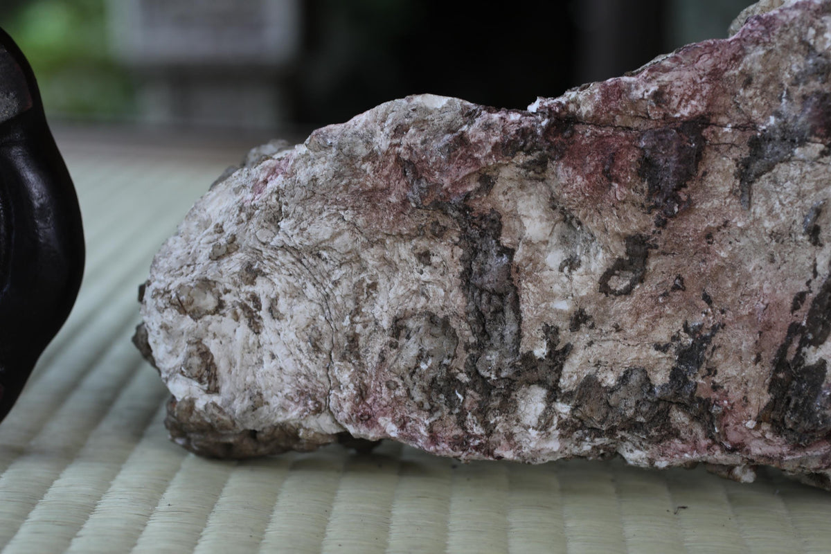 a close-up view of a rock with a rough, textured surface, possibly a piece of coral or a natural stone.