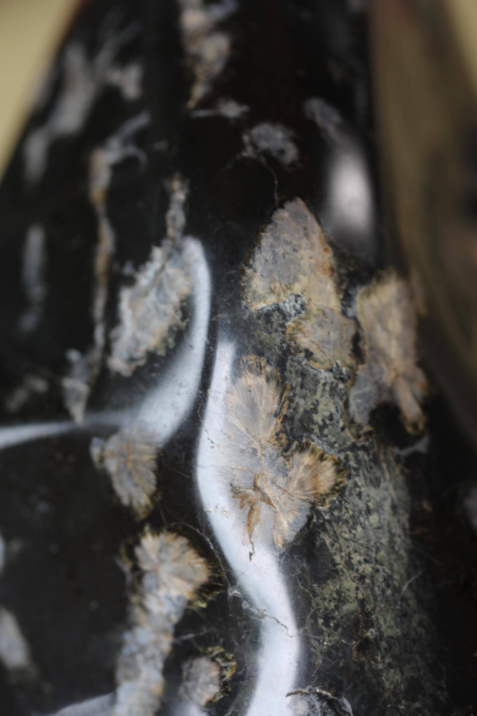 a close-up view of a black and white speckled surface, possibly a stone or a piece of glass. The surface has a textured and speckled appearance, with small white and black speckles scattered across the dark background.
