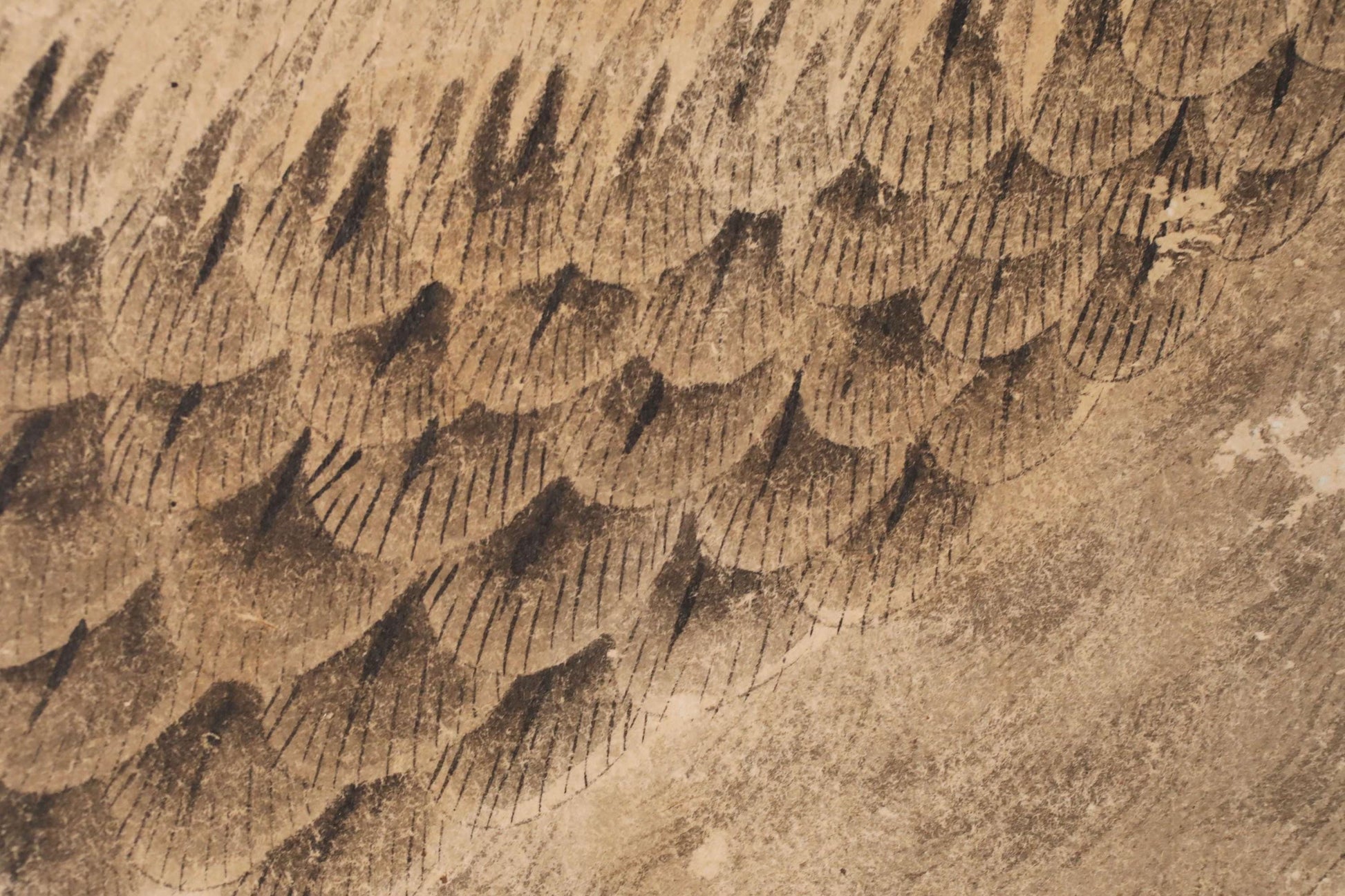 a close-up view of a textured surface with a repeating pattern of lines and shapes, resembling the scales of a fish or the feathers of a bird.