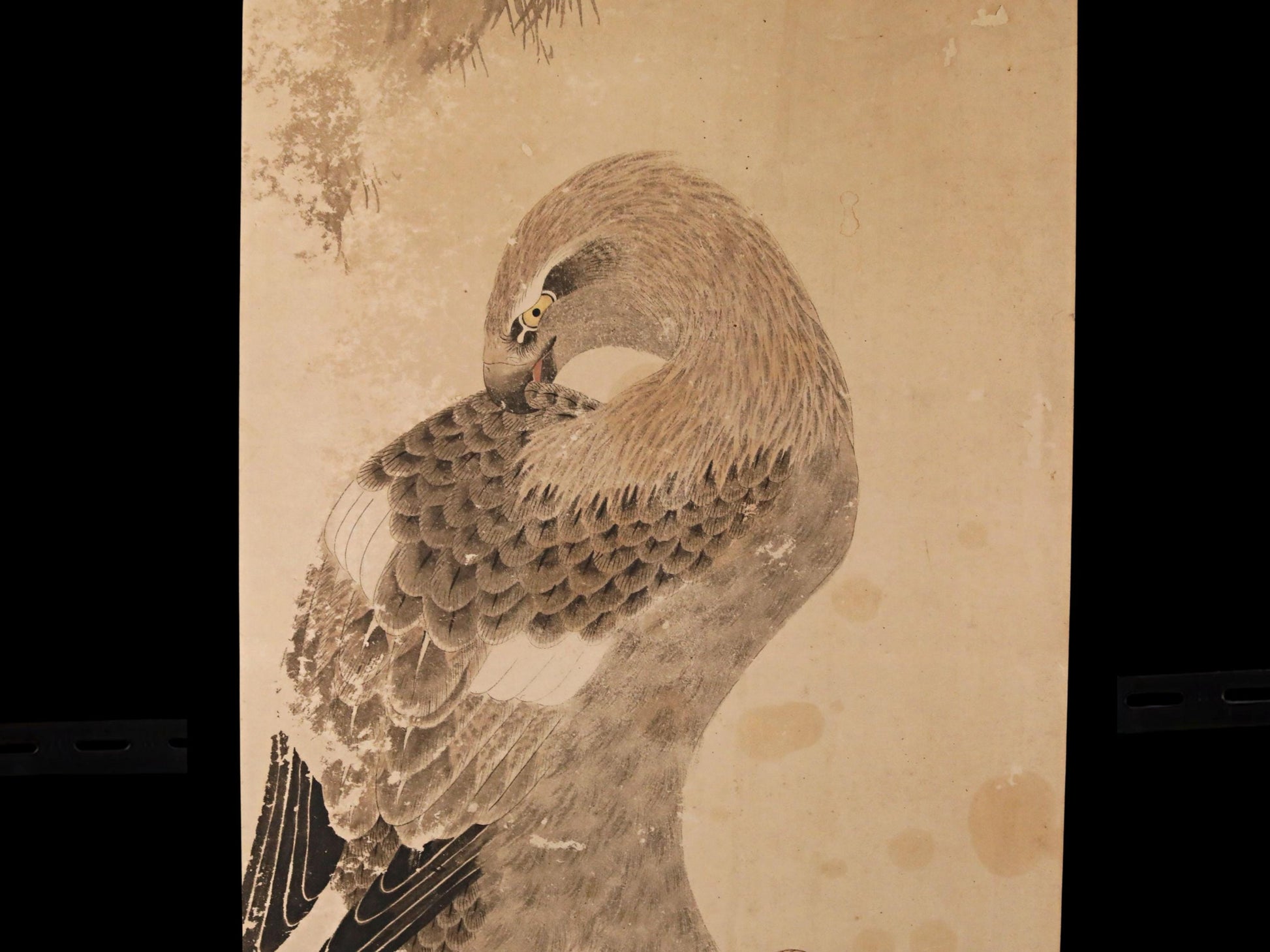a detailed illustration of a bird, possibly a hawk or an eagle, with its head turned to the side and its wings folded.