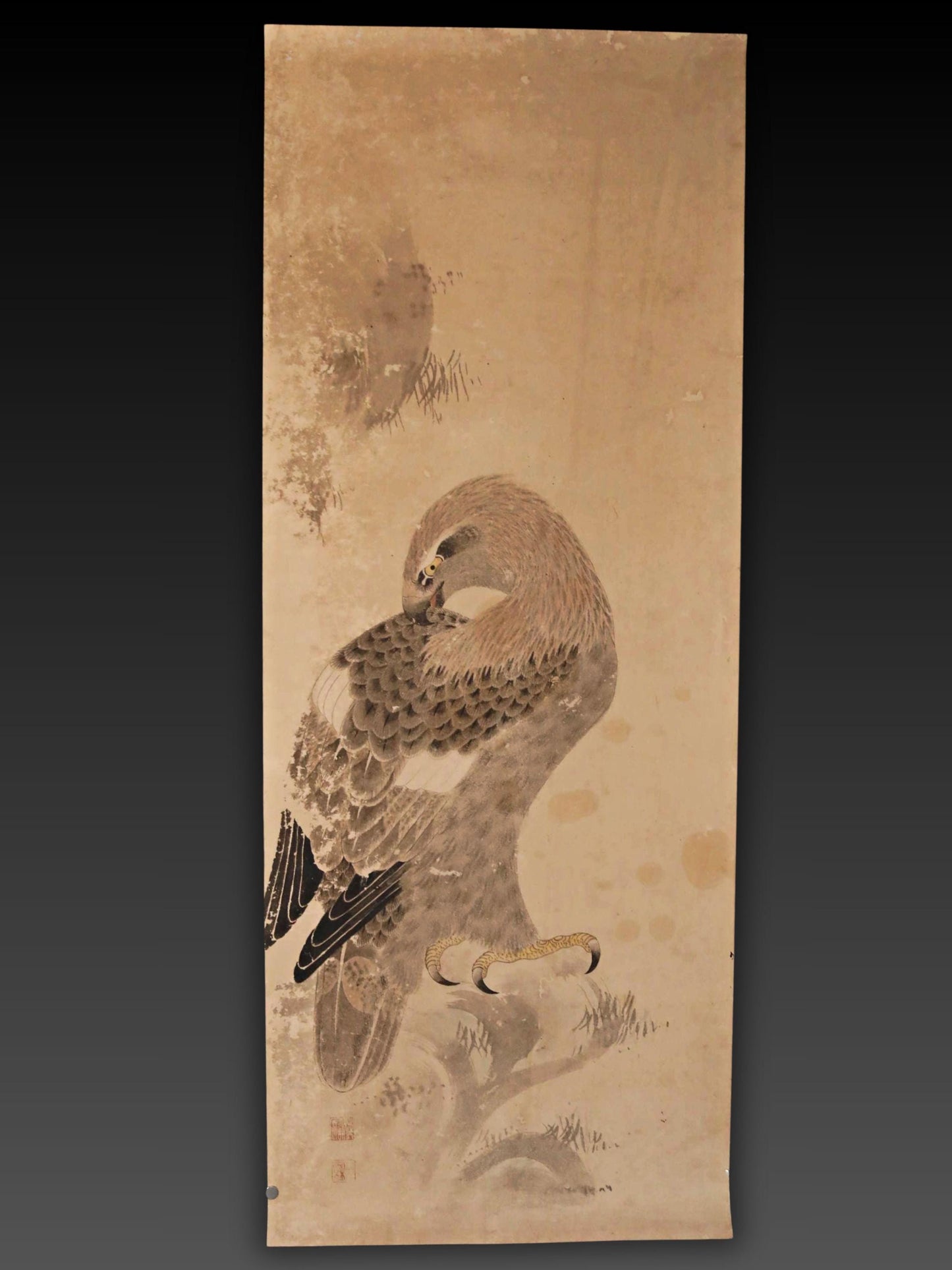 a large brown bird with a curved beak, perched on a branch.