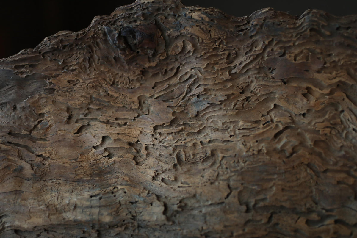 a close-up view of a textured, weathered surface, possibly a piece of wood or bark, with a rough, uneven appearance.
